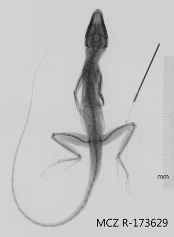 Media type: image;   Herpetology R-173629 Aspect: dorsoventral x-ray